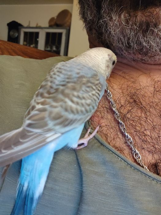 Periquitos Australianos