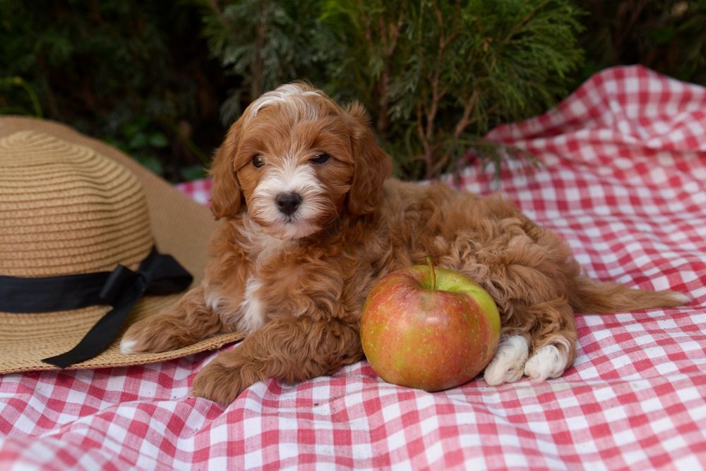 Хлопчики й дівчатка Maltipoo F1, F2