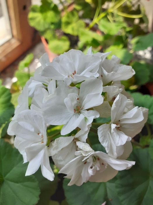 Герань.Пеларгония зональная.