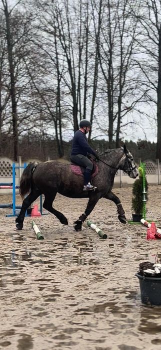 Sprzedam klacz Zimnokrwistą