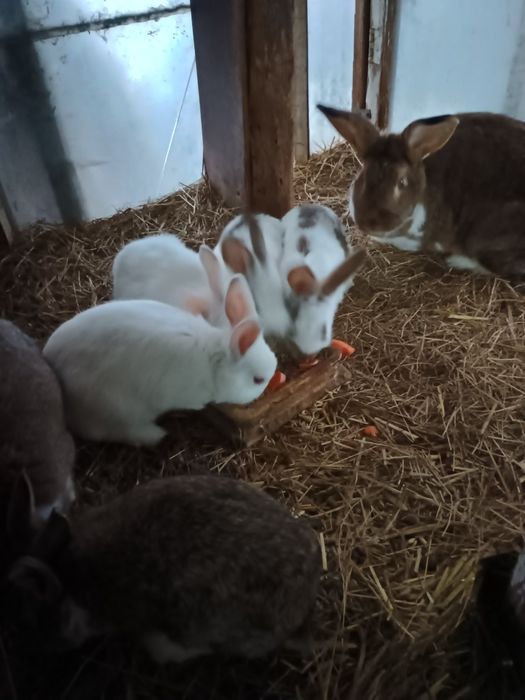 Sprzedam młodą samice z młodymi