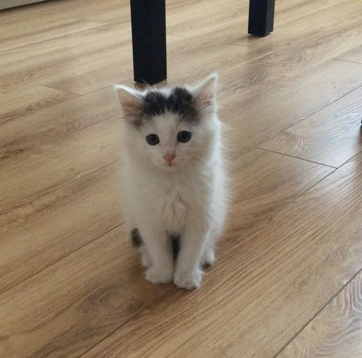 Белые симпатяшки котята
