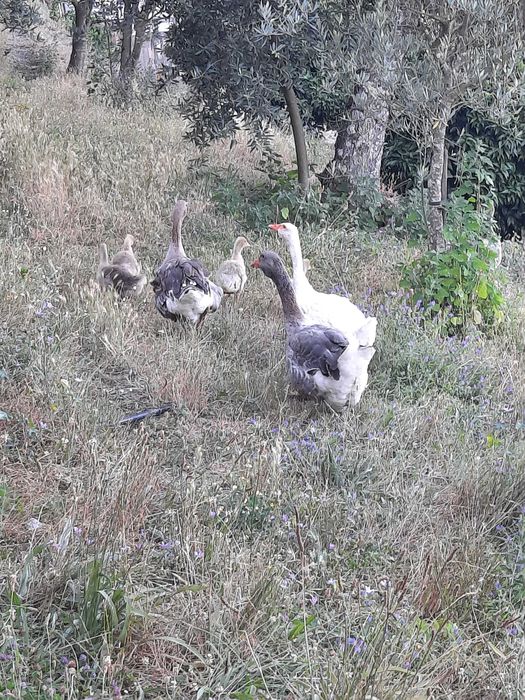 Gansos Toulouse e Sebastopol