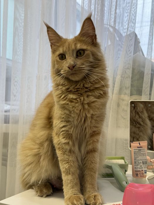 кошенята Мейнкун