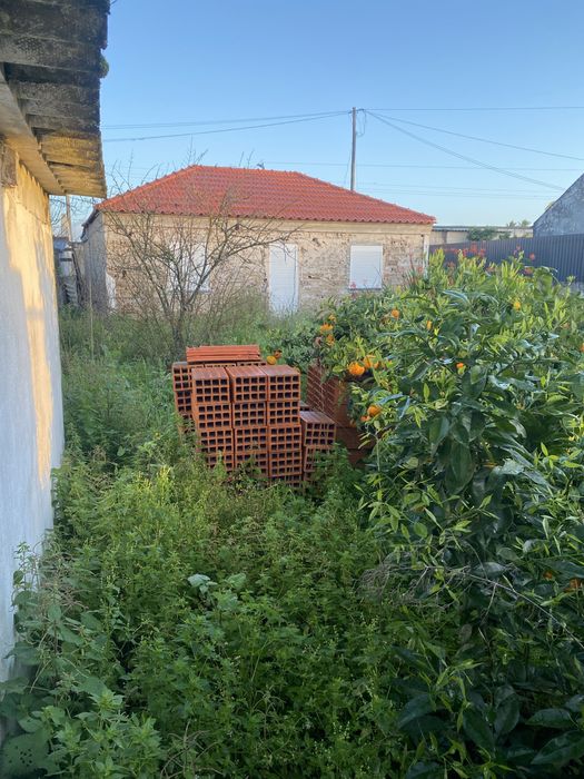 Limpeza de Terrenos/Matas, abate de árvores