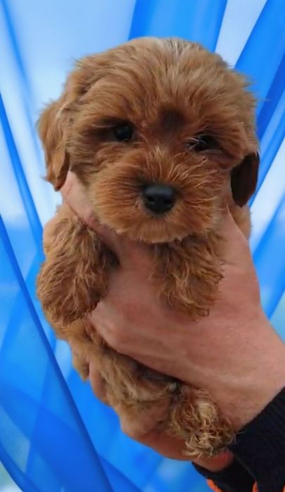 Мальтипу. Мальчик. Медиум формат.