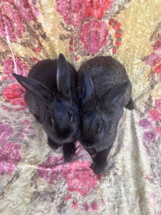 Самці кролі кролики молоді обмін продаж