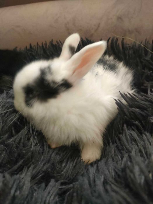 Piękne króliczki miniaturki