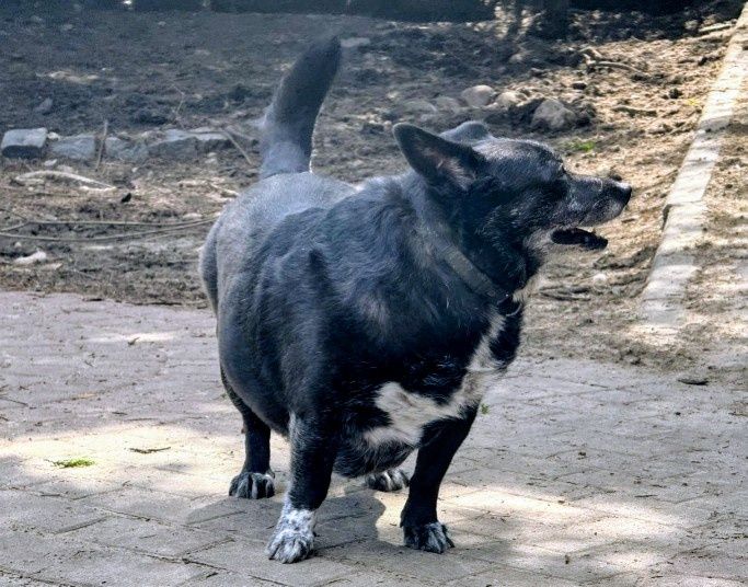 Urocza Kawka szuka domku