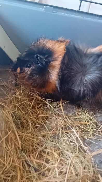Świnka morska cavia samiec 3 miesiące.