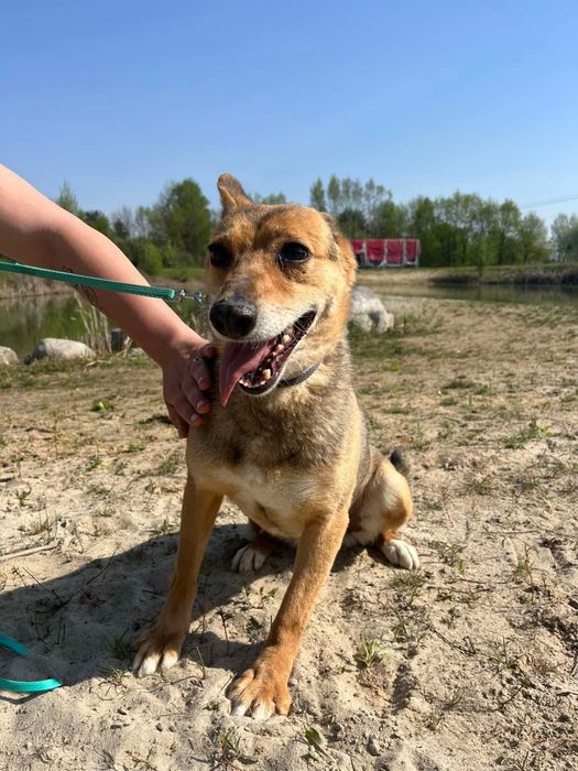 Klea już 6 lat ogląda schroniskowe ściany. Dajmy tej suni kochający dom