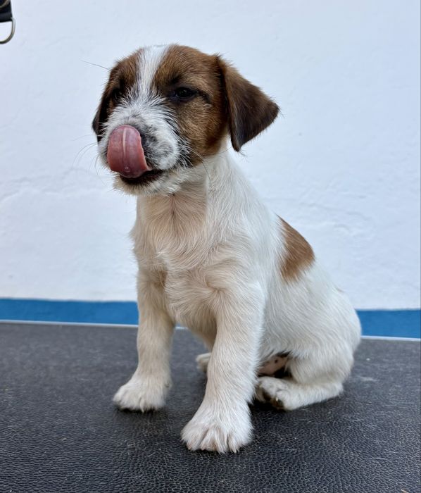 Jack Russell Terrier Broken c/Pedigree e Afixo