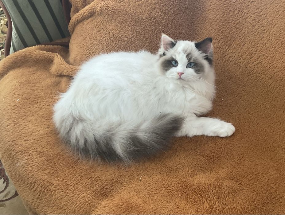 Szylkretka seal bikolor do hodowli/ Fpl