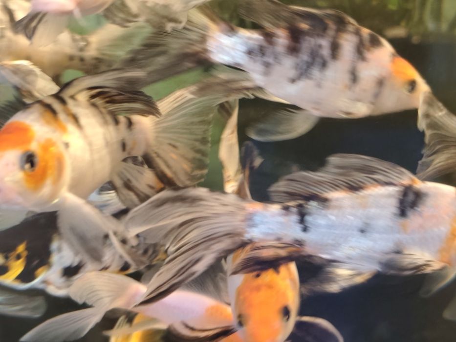Karp baterflay !