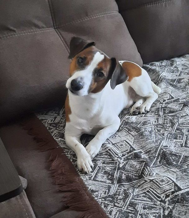 Вязка Джек Рассел