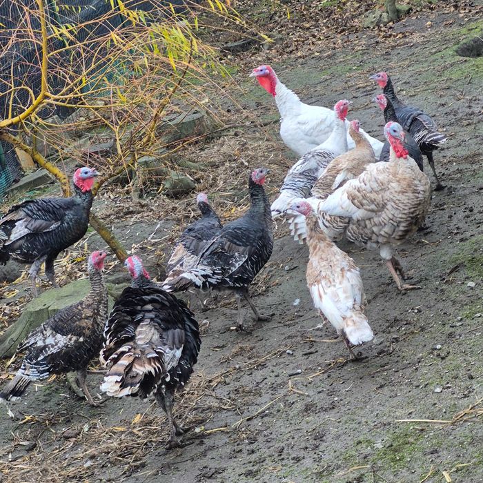 Sprzedam indyki kolorowe