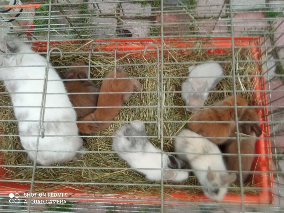 Małe króliki miniaturki