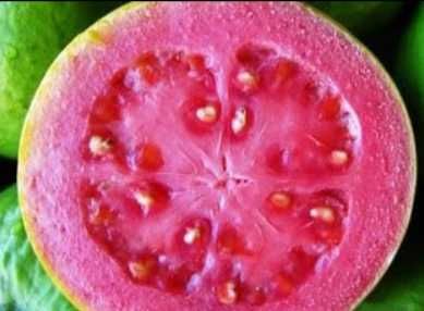 Árvore de Goiaba diversas variedades