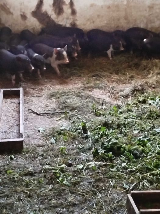 Продаю вьєтнамскі свині Кармали вік 8неді ль їдять все відлучені
