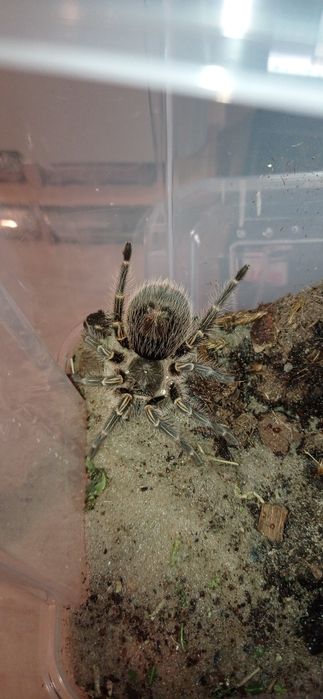 Sprzedam dwa ptaszniki