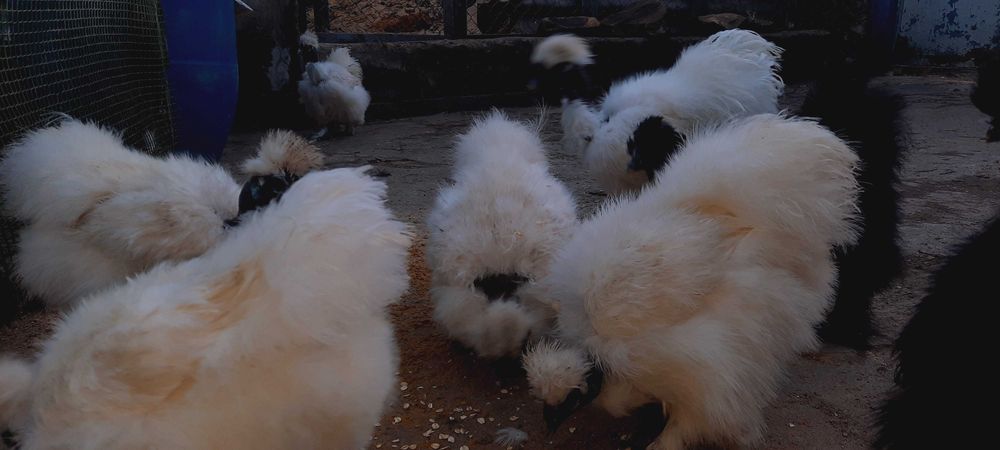 яйцо инкубационное Silkie китайская шёлковая оплод не менее 90%+бонус