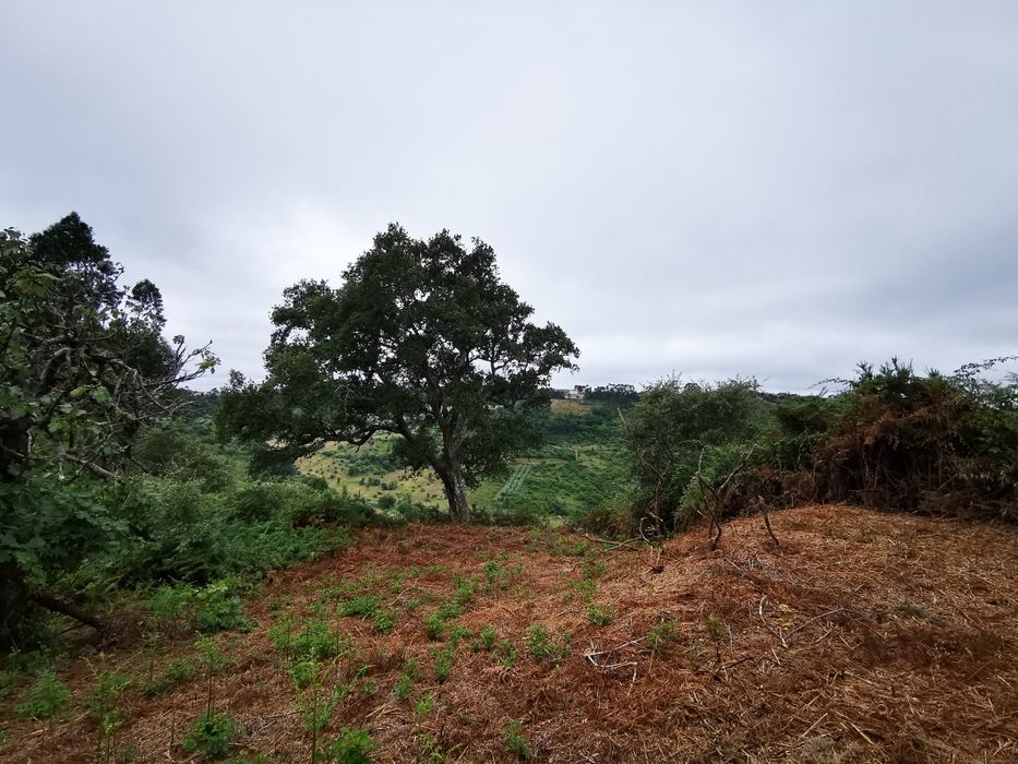 Moradia para Reconstrução em Terreno 782 m² | Colmeias - Memória (Leiria) | 35.000 €