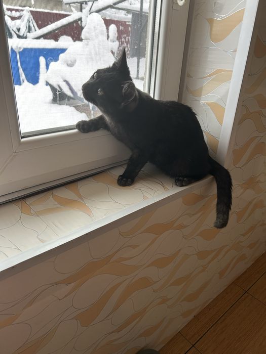 Котик-хлопчик чорний безкоштовно