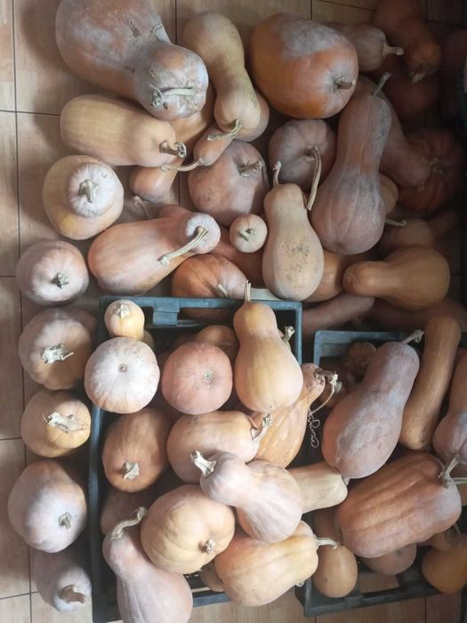 продам гарбузи кашові