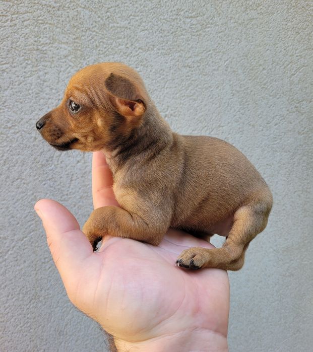 Femea pinscher mini