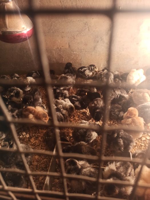 Продам курчата породи Віандот срібло.