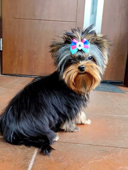 York , Yorki -  Śliczna suczka  Yorkshire Terrier  ZKwP   FCI .