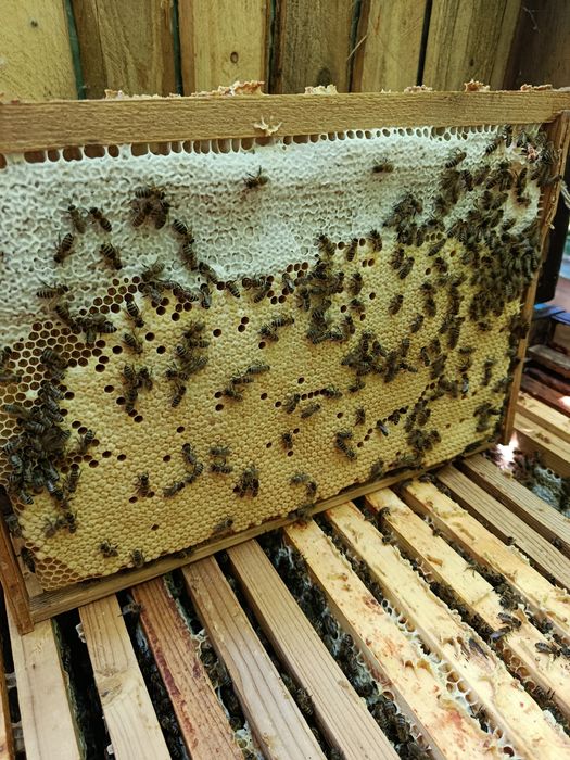 Продам бджолопакети карпатських бджіл.