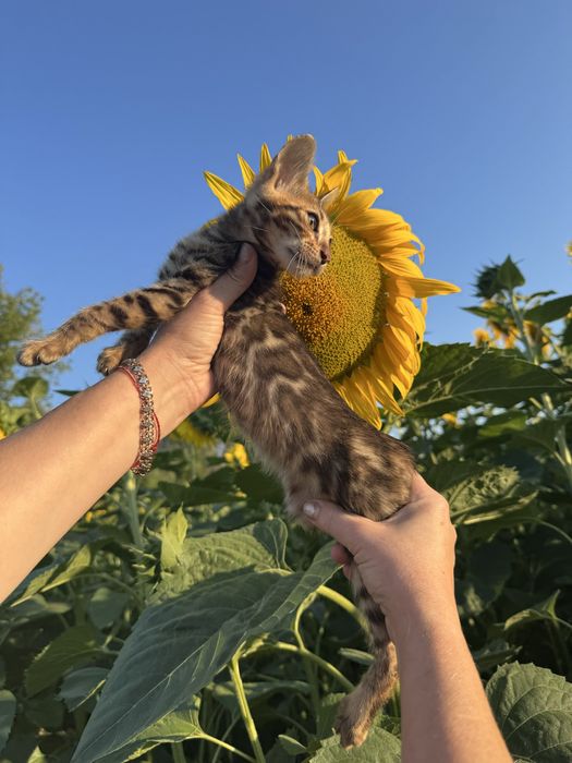 Бенгальські кошенята