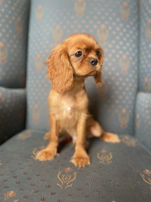 Cavalier king charles spaniel