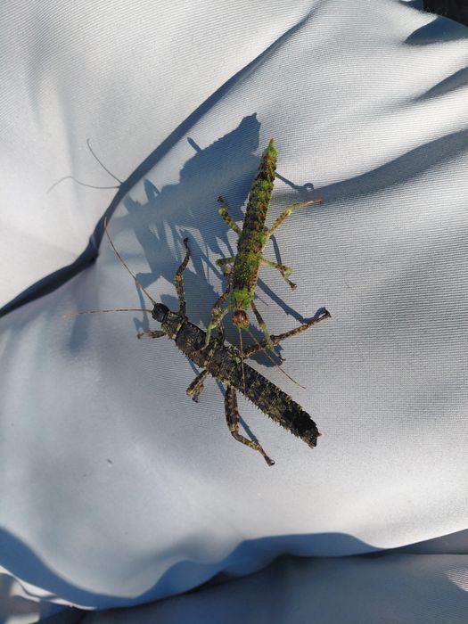Straszyki nowogwinejskie Eurycantha calcarata