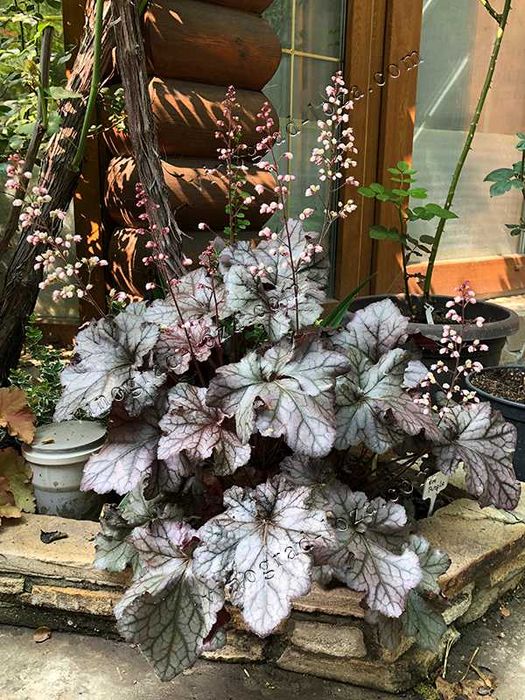 Гейхера Королівський Пурпур (Rex Purple)