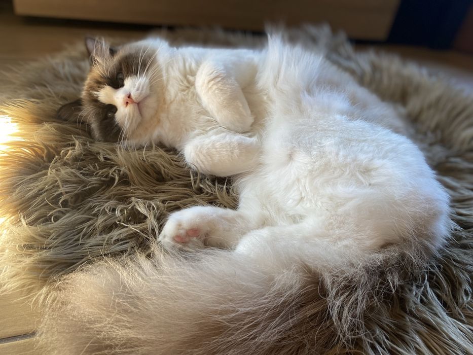 Ragdoll juz do odbioru
