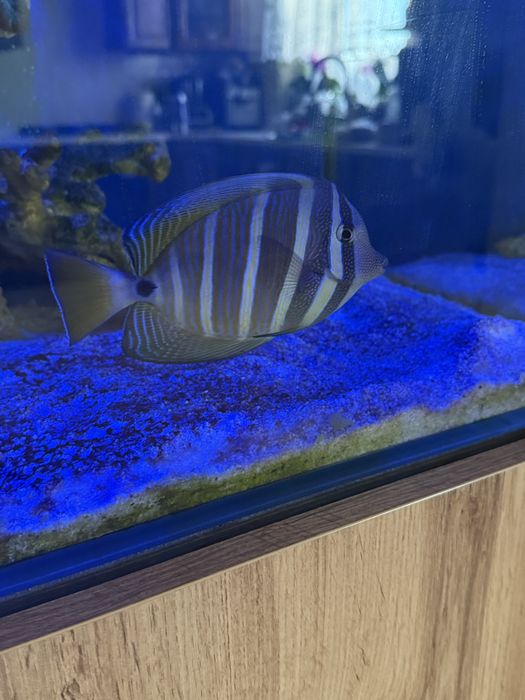 Sprzedam rybke ma okolo 20 cm