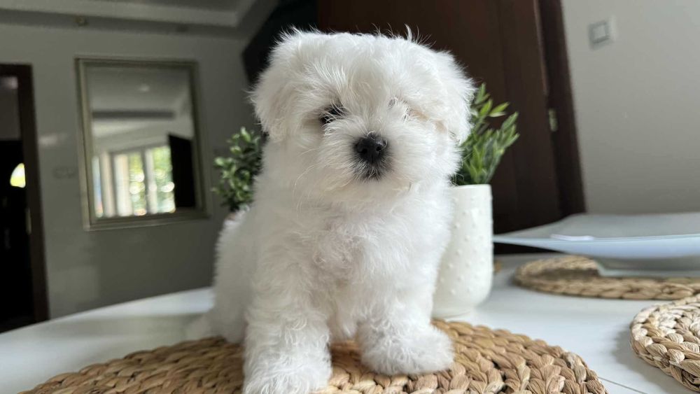 Chłopczyk Mini Maltańczyk z Rodowodem