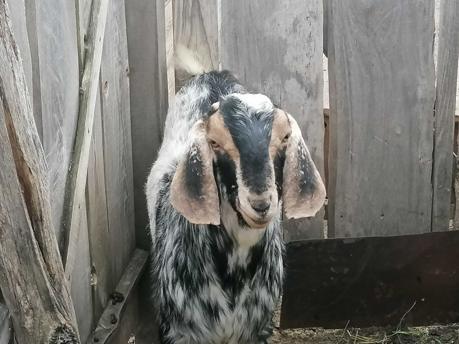 100% цап ( козлик, козел ) для парування (вязка, случка, злучка) НУБ