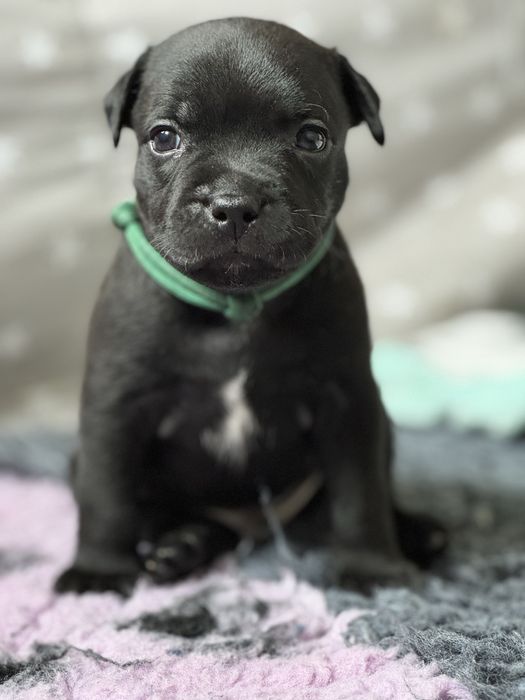 Staffordshire Bull Terrier