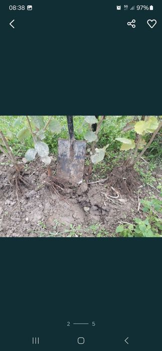 Sadzonki orzech laskowy