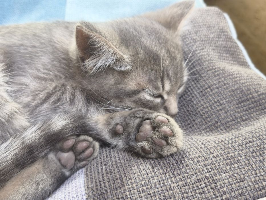 Кошенята, Котята. Котинята, Котенята, котики.