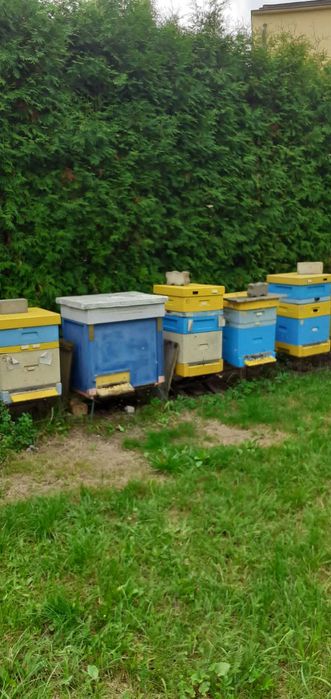 Sprzedam pszczoły