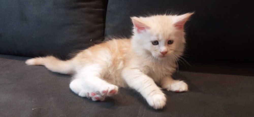 Мейн-кун кошенята