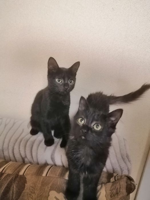 Котята в добрі руки