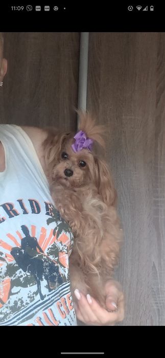 Мальтипу мини взрослая стерильная