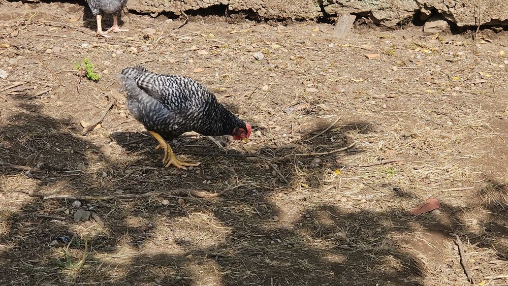 Franguitos e franguitas com 3 meses