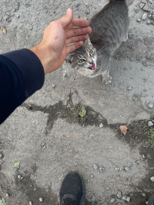 Віддам кішечку в добрі руки