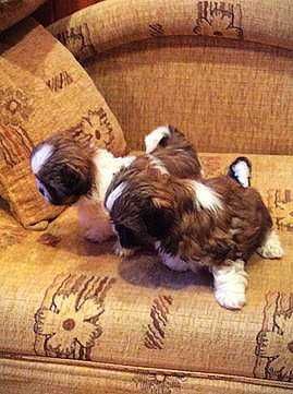 Shih TZU przepiękny wzorcowy szczeniak tricolor małej wielkosci